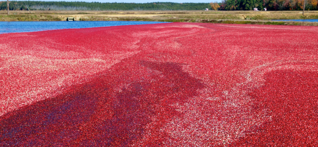 In September, we Celebrate Bandon Cranberries